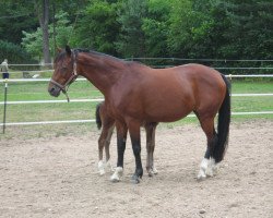 broodmare Arancha (Hessian Warmblood, 1995, from Aleman)