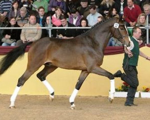 stallion La Bostello (German Sport Horse, 2008, from Lancelot Quainton)