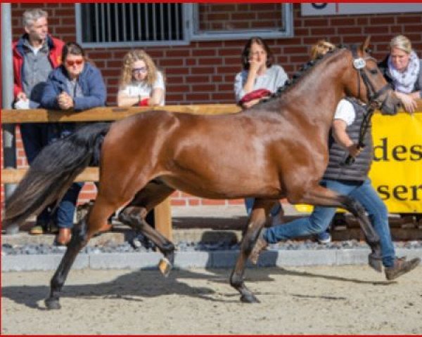 dressage horse Casu (German Riding Pony, 2020, from Calido G)