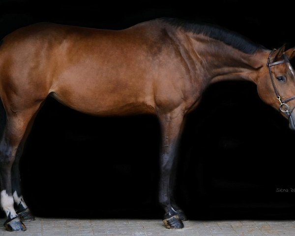 Springpferd Felicia 101 (Schwedisches Warmblut, 2010, von Indoctro)