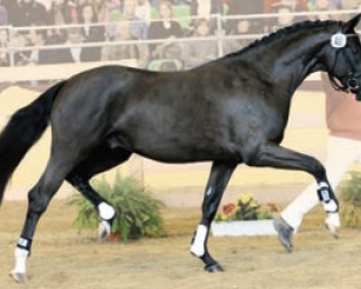 stallion Domherr (Württemberger, 2008, from Diamond Star 3)