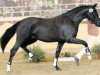 stallion Domherr (Württemberger, 2008, from Diamond Star 3)