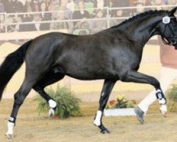 stallion Domherr (Württemberger, 2008, from Diamond Star 3)