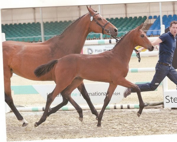 dressage horse Faberge (Oldenburg, 2012, from Fürstenball)