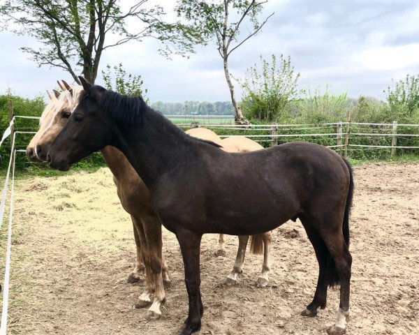 dressage horse Der Valentin PST (German Riding Pony, 2020, from Dating At NRW)