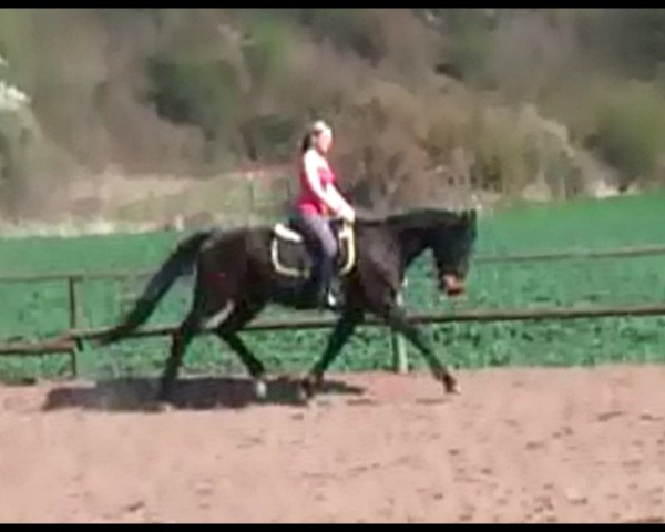 horse Highland Symphony xx (Thoroughbred, 1998, from Lagunas xx)