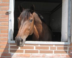 horse Godiva (KWPN (Royal Dutch Sporthorse), 1988, from Amarillo)