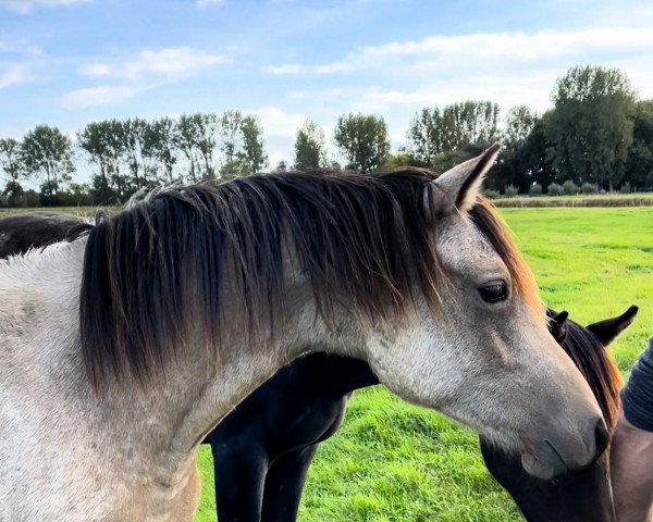 dressage horse Ciao Cakao (German Riding Pony, 2021, from Cosmo Callidus NRW)