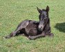 dressage horse Bellano T.D. (Oldenburg, 2022, from Bellany)