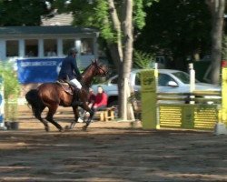 stallion Cool Champ (Mecklenburg, 2006, from Coolidge 2)