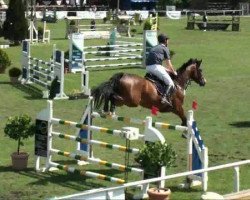 jumper Alcasino 2 (German Sport Horse, 2004, from Al Cantino (ex: Romario))