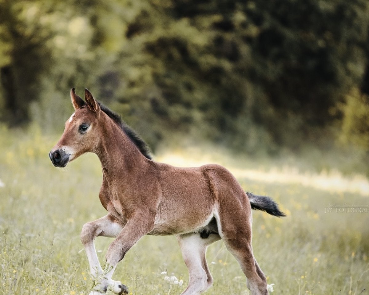 Springpferd A Frenzy Of Happiness (Deutsches Sportpferd, 2022, von Acordelli)