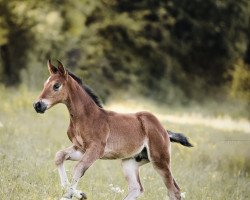 jumper A Frenzy Of Happiness (German Sport Horse, 2022, from Acordelli)