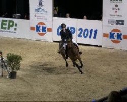 broodmare Caress 7 (Oldenburg show jumper, 2005, from Chico's Boy)