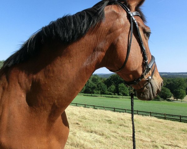 Springpferd Ludwig der Sonnenkönig (Hannoveraner, 1998, von Lafontaine)