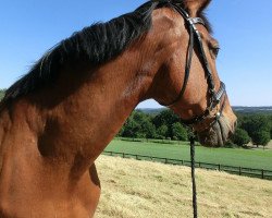 jumper Ludwig der Sonnenkönig (Hanoverian, 1998, from Lafontaine)