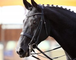 dressage horse Herzensbrecher 3 (Oldenburg, 2004, from Hohenstein I)