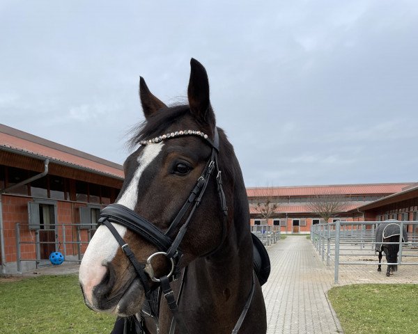 horse Degon B (Polish Warmblood, 2011, from Cruzeiro L)