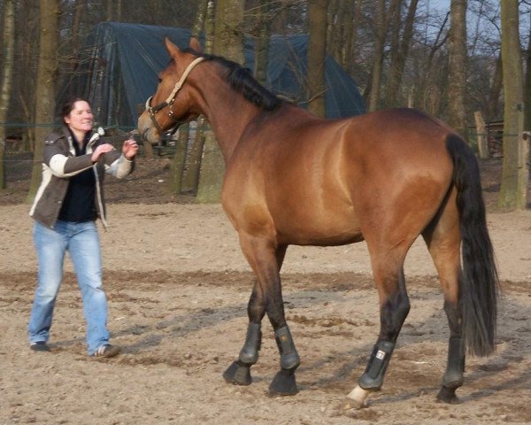 dressage horse Stormarn (Oldenburg, 2004, from Stedinger)