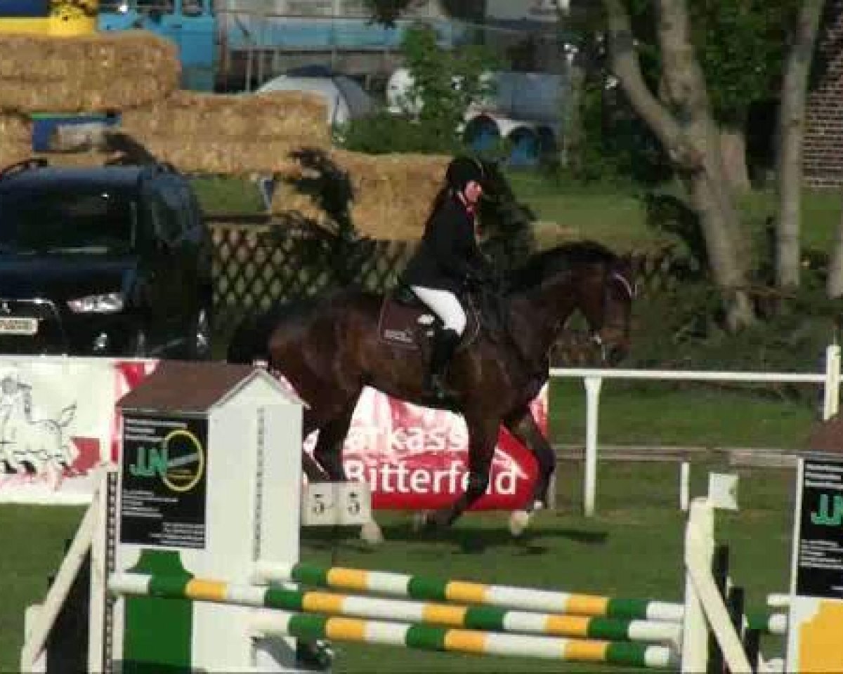 Springpferd Cordales E (Deutsches Sportpferd, 2004, von Corvalon)
