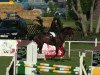 jumper Cordales E (German Sport Horse, 2004, from Corvalon)