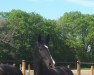 dressage horse Hofgut's San Nero va Bene (German Sport Horse, 2018, from Sezuan)