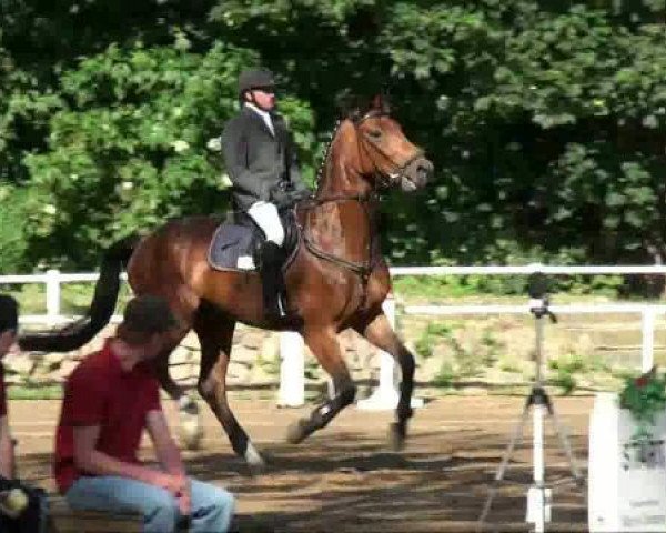 horse Arcado (German Sport Horse, 2006, from Asculep)