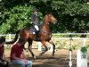 horse Arcado (German Sport Horse, 2006, from Asculep)