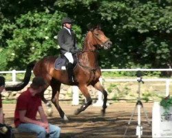 horse Arcado (German Sport Horse, 2006, from Asculep)