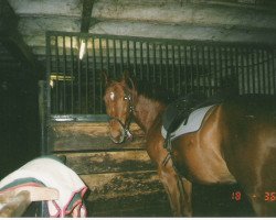 dressage horse Rossini 248 (Württemberger, 2003, from Rubin Royal OLD)