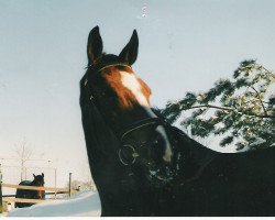 broodmare Pik Princess (Hanoverian, 1990, from Pik Bube I)