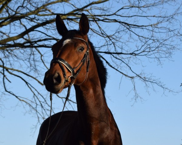 dressage horse Feenspiel (Oldenburg, 2013, from Davignon II)