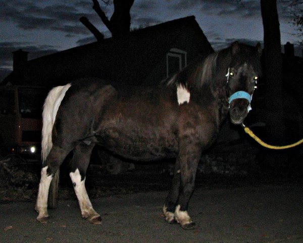 broodmare Jule (Iceland Horse, 1988)