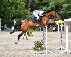 broodmare Flick Flack BS Z (Zangersheide riding horse, 2010, from Flipper d'Elle)