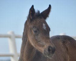 jumper Comme la Lune BEN CH (Swiss Warmblood, 2022, from Comme Prevu)