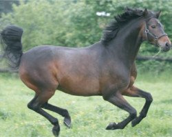 Dressurpferd Barclay (Trakehner,  )