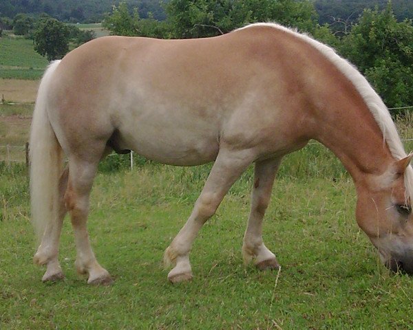 Pferd Andras (Haflinger, 2004, von Angard)