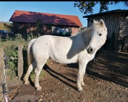 Pferd Roxieh (Deutsches Reitpony, 1991, von Rosedale Tiberius)