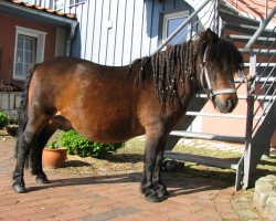 horse Henry (Shetland Pony, 1996)