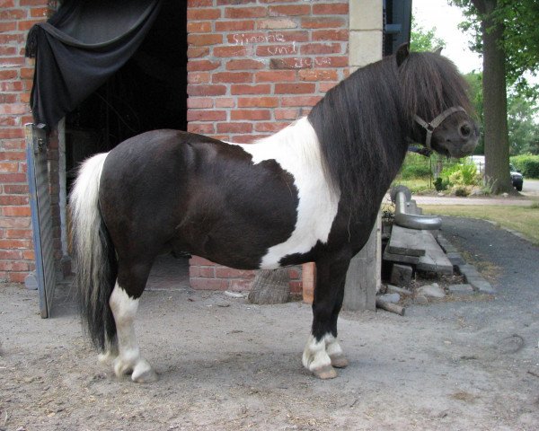 Deckhengst El Badivi (Shetland Pony, 2005, von El Diabolo)