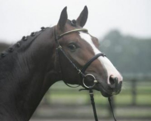 dressage horse Havataneo (Oldenburg, 2008, from Hoftanz)