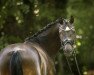 dressage horse Show Me Happiness (German Riding Pony, 2017, from Spring Star's Spirit)