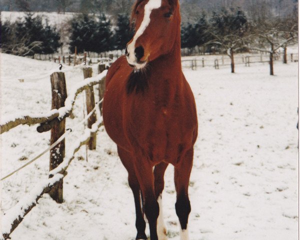 Pferd Elfe (Vollblutaraber, 1990, von Baron of Tersk ox)