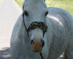 Pferd Rasty (Deutsches Reitpony, 1992, von Rubin)