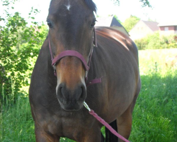 horse Florence (Westphalian, 1999, from Florestan II)