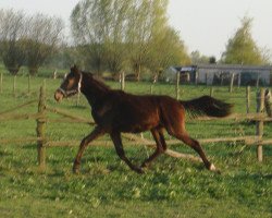 stallion GS Carthagos Way (Thoroughbred, 2009, from Carkoso)