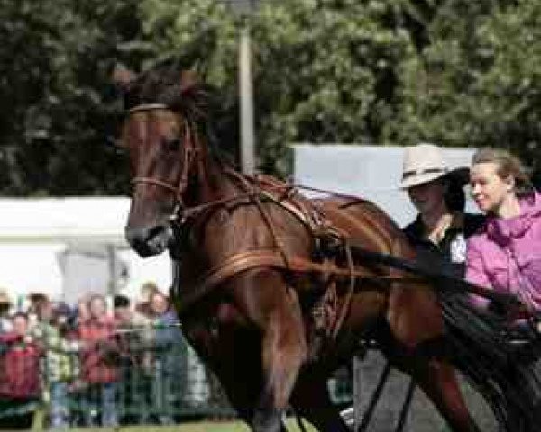 broodmare Arabella Way (Traber, 1996, from Itello Way)