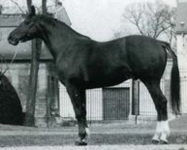 stallion Nelfo du Mesnil (Selle Français, 1979, from Elf III)