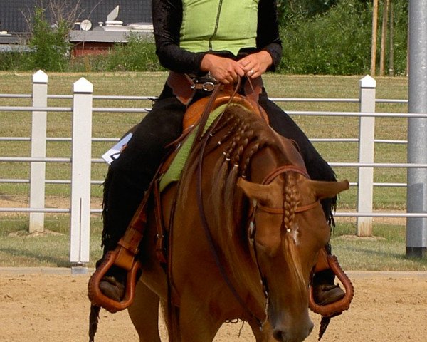 dressage horse Carino (Haflinger, 2000, from Elando)