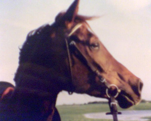 horse Narlan ox (Arabian thoroughbred, 2000, from Messaoud 1979 ox)